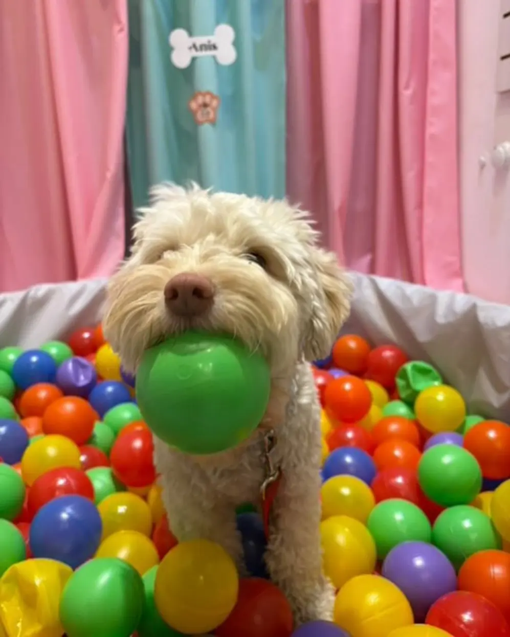La marca cordobesa ofrece dos formatos de fiestas para perros, con opciones para mascotas y humanos