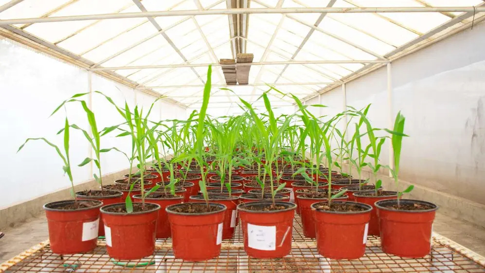 Decenas de macetas con plantas verdes en un invernadero