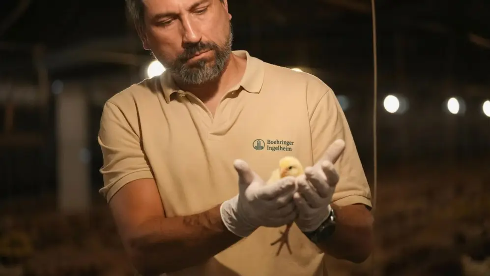 industria avicola incorpora una vacuna trivalente para proteger a las aves