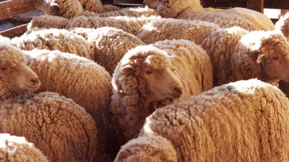 El mercado de exportación de lana argentina tuvo un año de crecimiento de casi el 30% en volumen