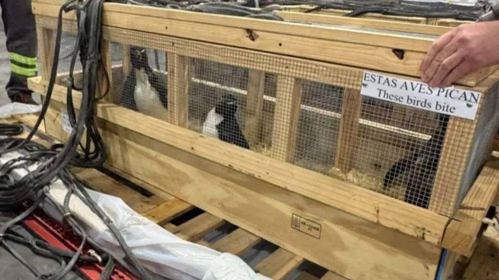 Algunos de los pingüinos del Aquarium de Mar del Plata fueron vendidos, otros murieron