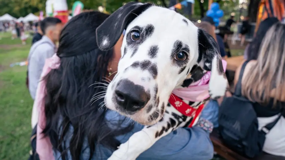 La Plaza de las Naciones Unidas recibe este sábado y domingo la feria Mascotear 2026