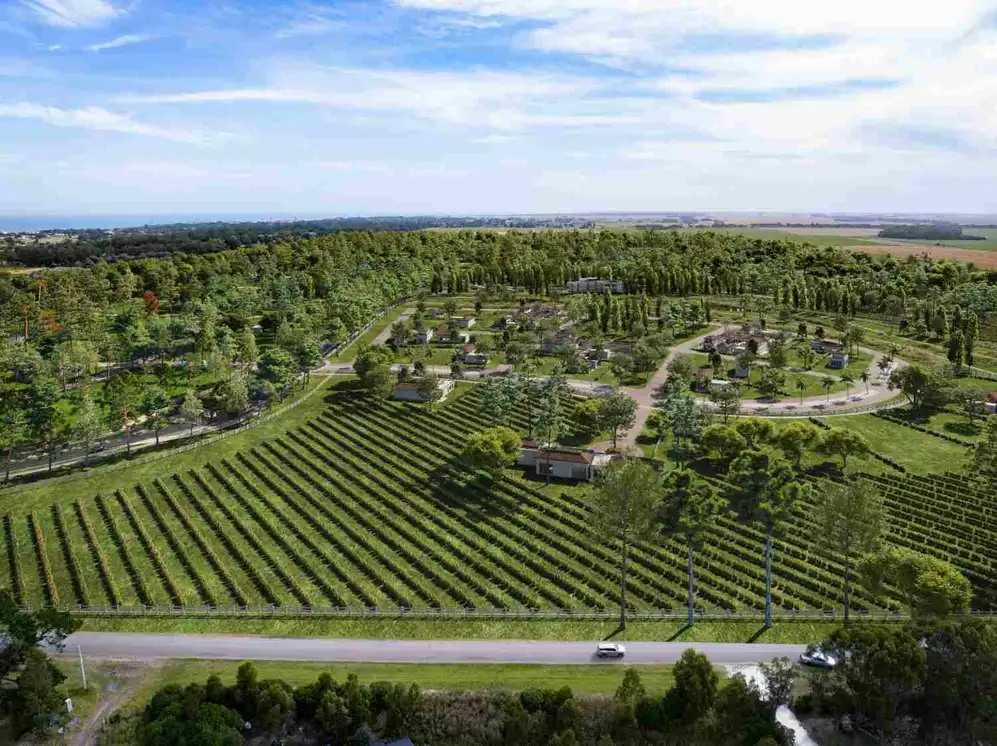 Cada vivienda tendrá 500 m² de vides y sus dueños recibirán vino anual (Gentileza Pue
