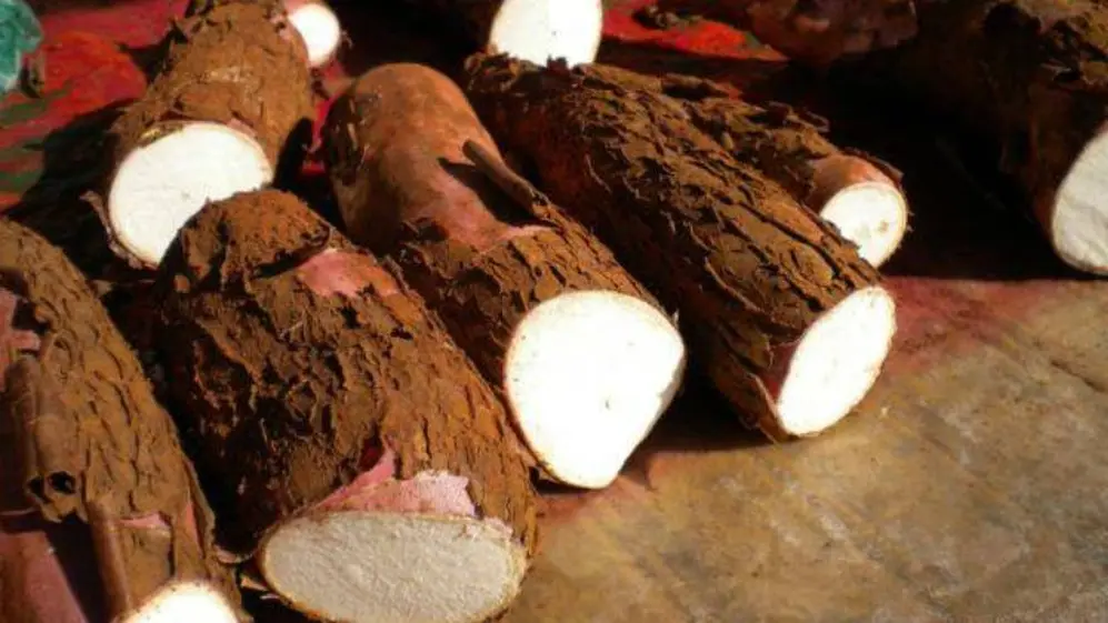 La mandioca siempre se debe consumir cocida, nunca cruda