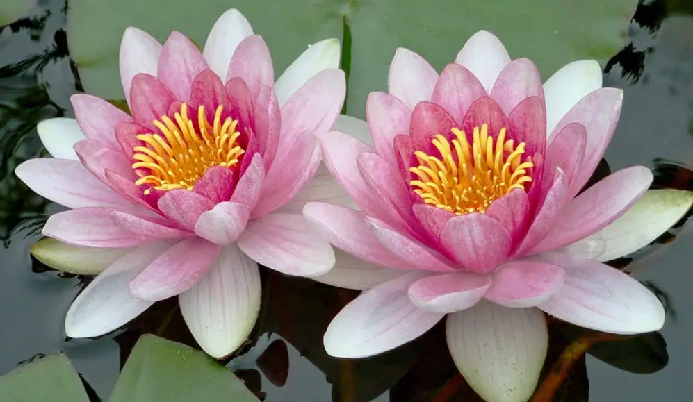 El significado de la flor de loto va desde lo místico a lo espiritual.