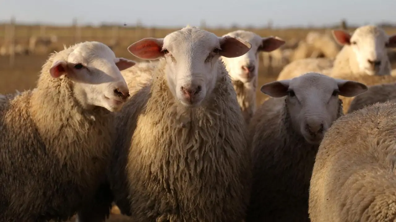De un campo chico a helader&iacute;as premium: la familia que transform&oacute; la leche de oveja en un negocio innovador