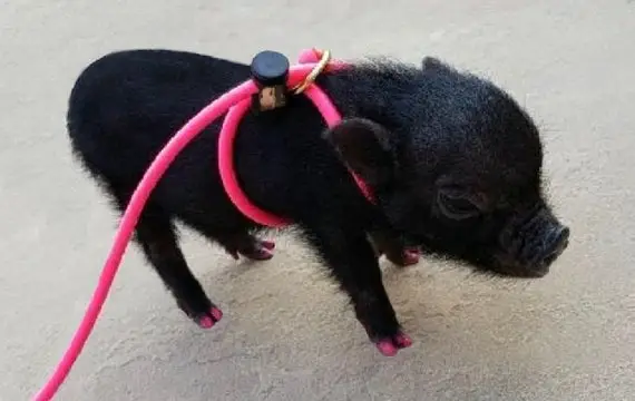 se llevan bien los mini cerdos y los perros