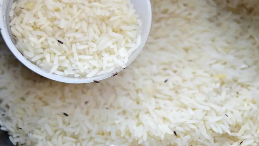 los gorgojos son dañinos para los perros