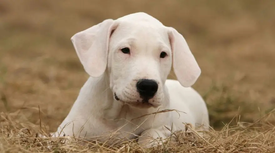 cuanto cuesta un perro dogo argentino