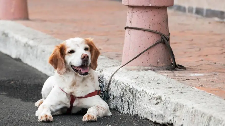 El enigma del perro