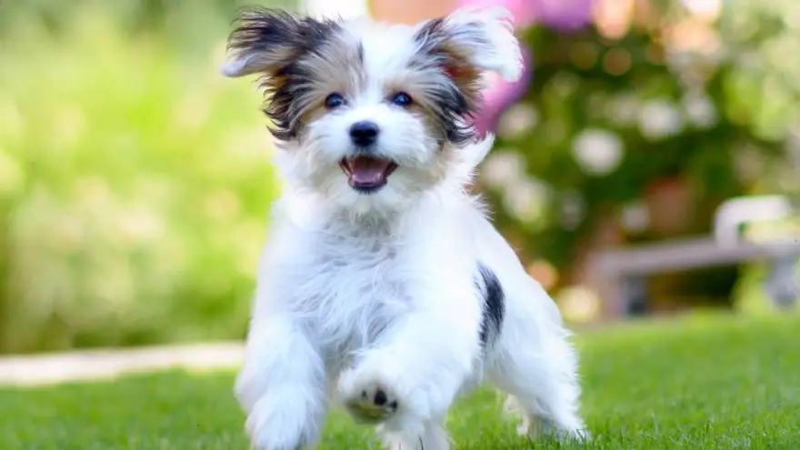 hay fitbits para perros