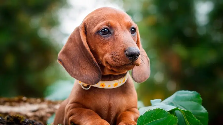 hay fitbits para perros