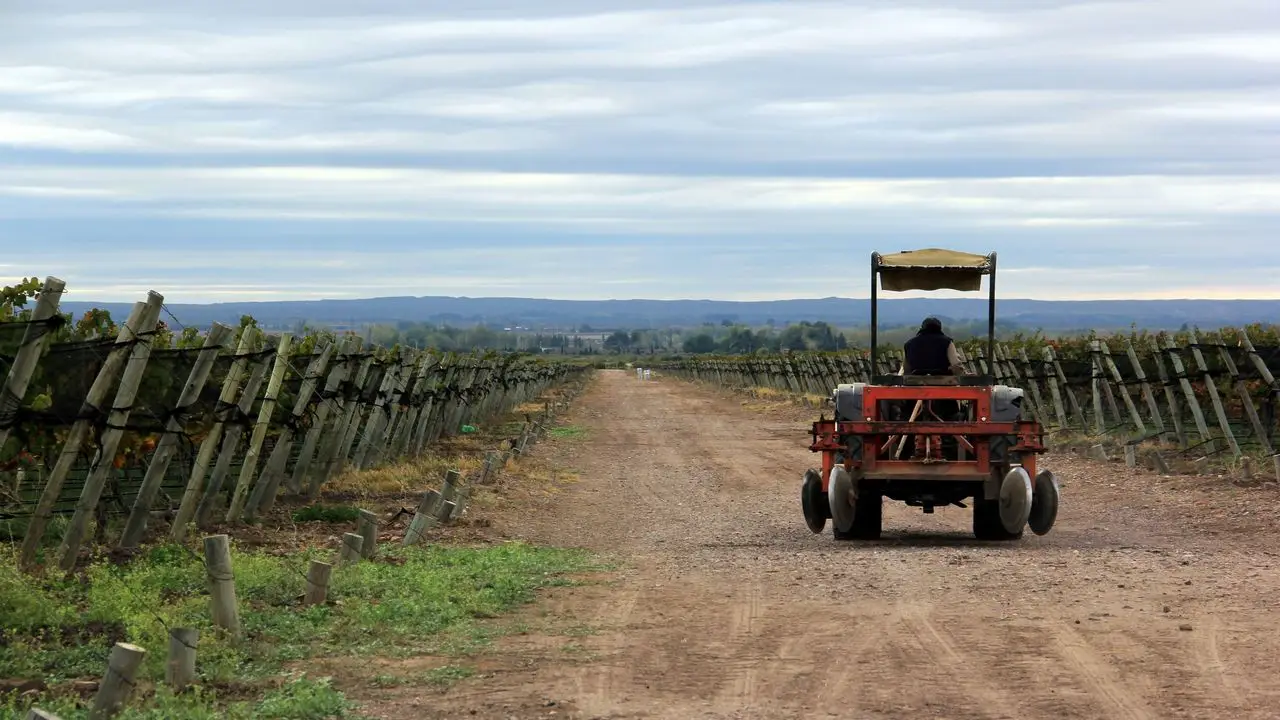 Son 75 las hectáreas que hoy CrowdFarming.Wines tiene en Luján de Cuyo (Mendoza) dispuestas para sus clientes