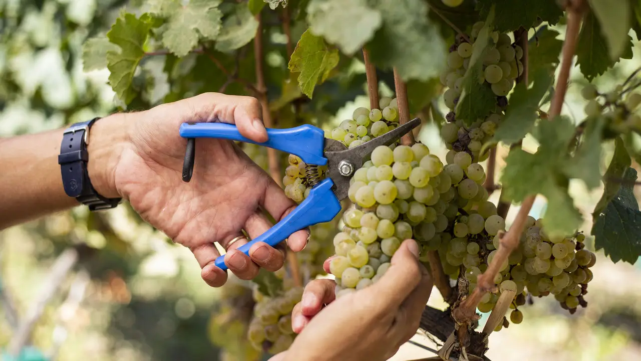 La clave de Crowdfarming.Wine es que se desarrollan proyectos de vinos personalizados sostenibles económicamente