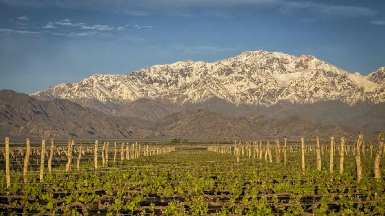 El ascenso del Cabernet Franc argentino: cómo Trivento impulsa la nueva identidad del vino nacional