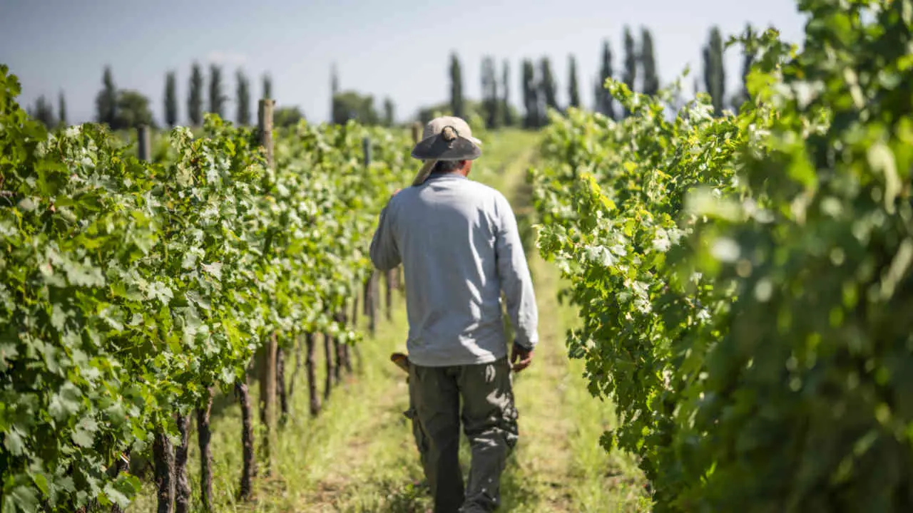 De la industria automotriz al vino premium: la apuesta de Alberto Budetta en el Valle de Uco