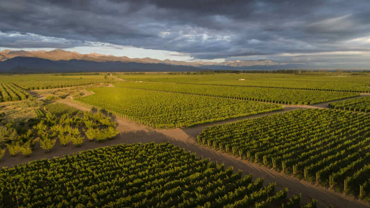 De la industria automotriz al vino premium: la apuesta de Alberto Budetta en el Valle de Uco