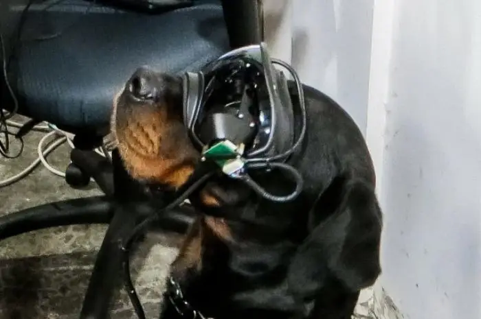 Con estas gafas, el guía de un perro puede darle órdenes direccionales mientras se mantiene a distancia