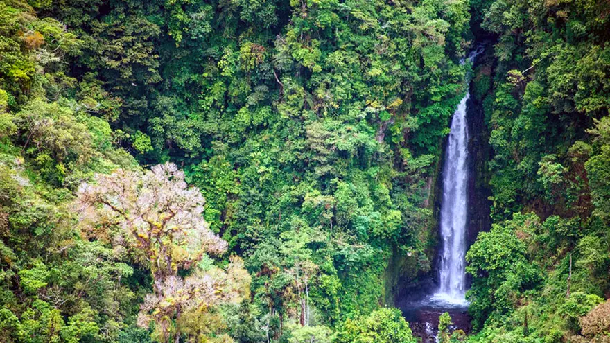 Las compañías compran créditos de carbono para plantar árboles para compensar los desechos tóxicos 