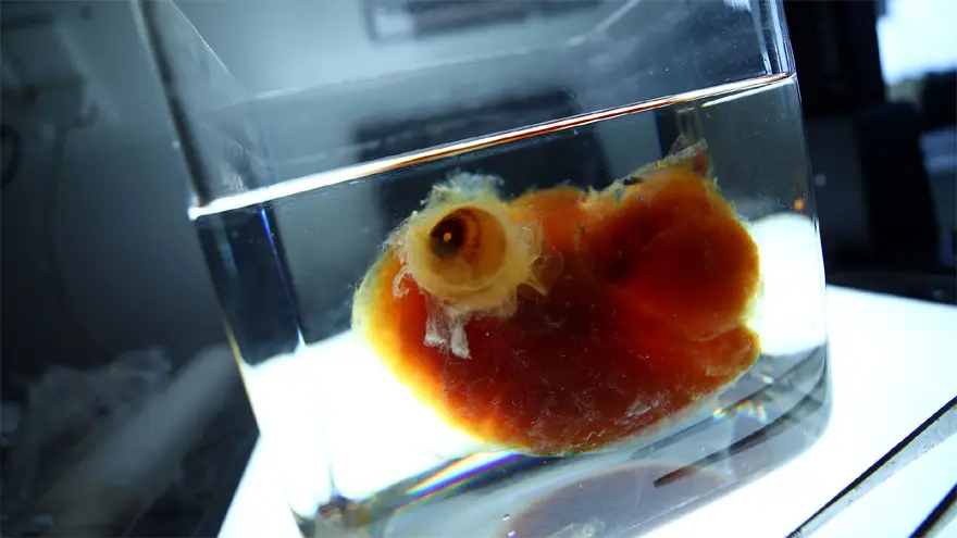 Cada vez se avanza más en realizar bioodelos que imitan casi a la perfección las diferentes partes internas del cuerpo humano