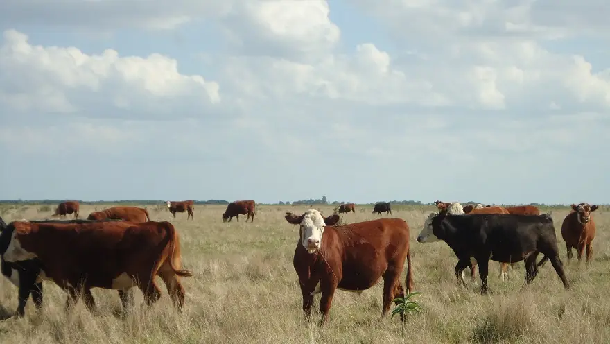El campo argentino se tecnologiza 