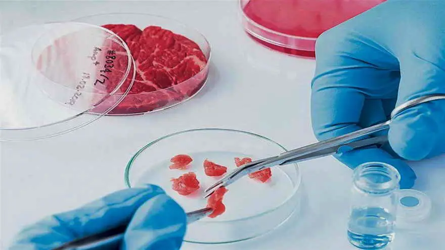 La carne hecha en laboratorios ya es una realidad