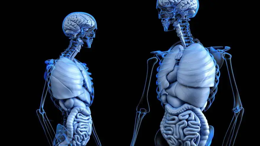 Con futuras técnicas mixtas internas e internas, se podrá imprimir casi cualquier órgano del cuerpo