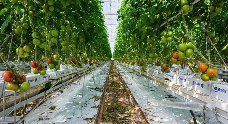 Países Bajos son el segundo mayor exportador mundial de productos agrícolas