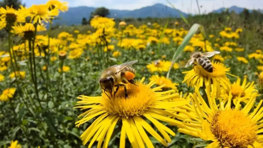Las abejas son responsables de polinizar el 70% de los cultivos a nivel mundial