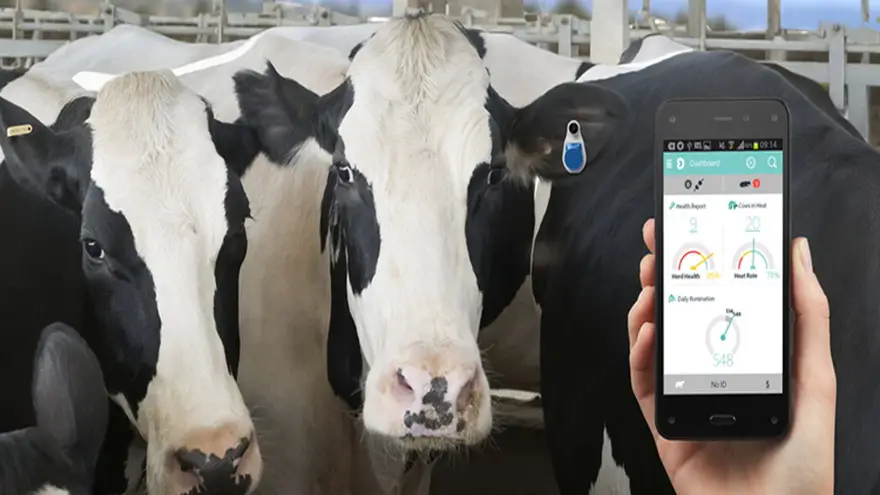 Una etiqueta inteligente de Antelliq modelada por una vaca lechera