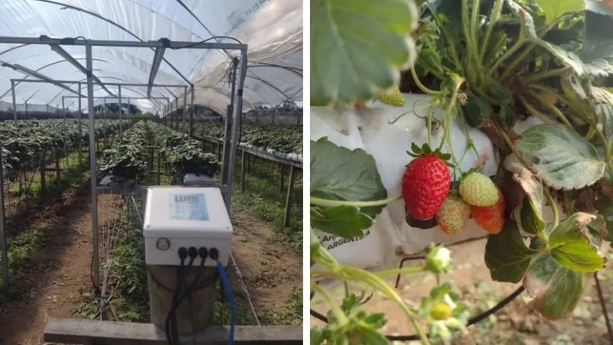 Lumi Agro permite reducir el uso de pesticidas con IA