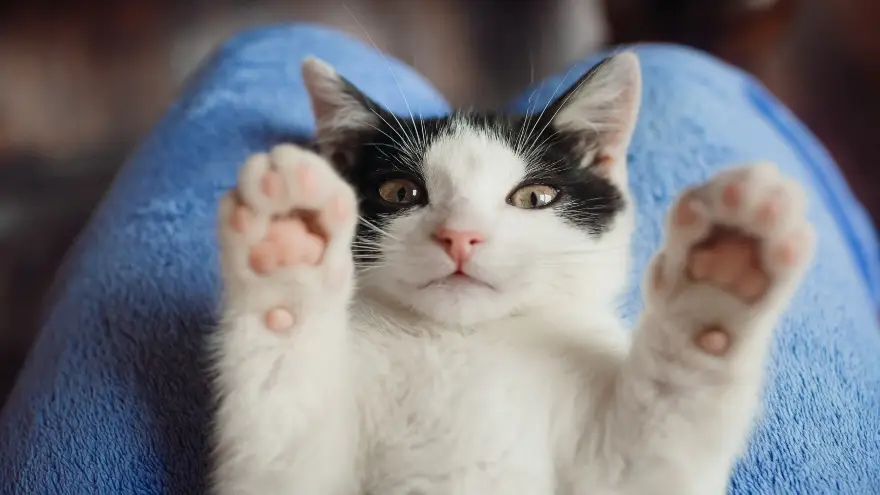 Día Internacional del gato. Foto: www.freepik.es</a>
