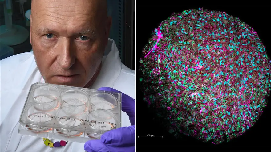El investigador Thomas Hartung muestra organoides cerebrales cultivados