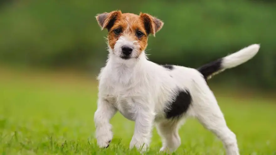 Asistencia para el cuidado de mascotas: vacunación, castración e intervenciones quirúrgicas desde $350 por mes.