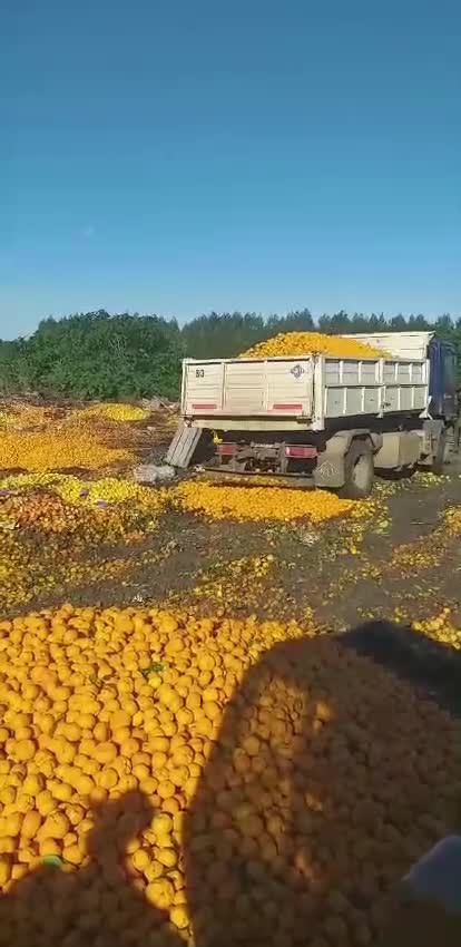 El impresionante video viral en el que se tiran a la basura más de 8.000 kilos de mandarinas